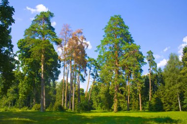 Chernigov bölgesinde devlet Dendrological Park Trostianets içinde çam ile güneşli manzara, Ukrayna