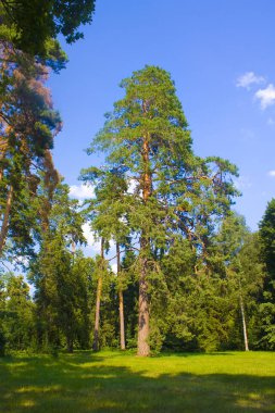 Chernigov bölgesinde devlet Dendrological Park Trostianets içinde çam ile güneşli manzara, Ukrayna