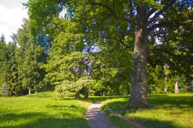 Chernigov bölgesinde devlet Dendrological Park Trostianets güneşli manzara, Ukrayna