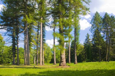 Karaçam Avrupa ile güneşli manzara (Larix decidua Mill) Chernigov bölgesinde devlet Dendrological Park Trostianets, Ukrayna