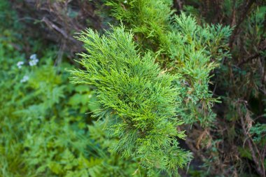 American arborvitae yakın görünüm (selvi ağacı)