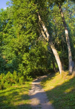 Chernigov bölgesinde devlet Dendrological Park Trostianets güneşli manzara, Ukrayna