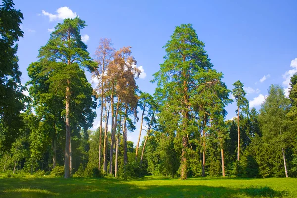 Солнечный Пейзаж Соснами Государственном Дендрологическом Парке Тростианец Черниговской Области Украина — стоковое фото