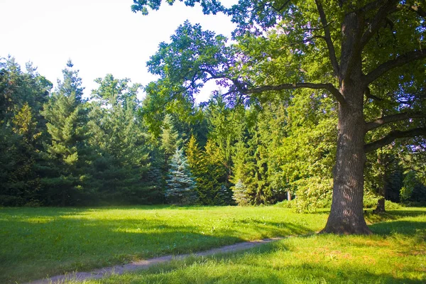 Chernigov Bölgesinde Devlet Dendrological Park Trostianets Güneşli Manzara Ukrayna — Stok fotoğraf