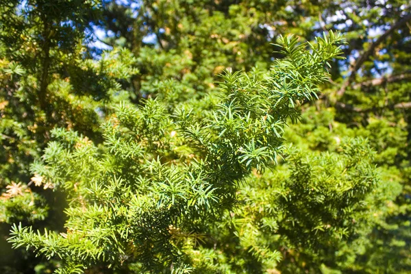 Vista Perto Yew Tree — Fotografia de Stock