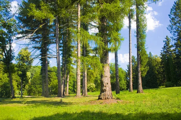 Karaçam Avrupa Ile Güneşli Manzara Larix Decidua Mill Chernigov Bölgesinde — Stok fotoğraf