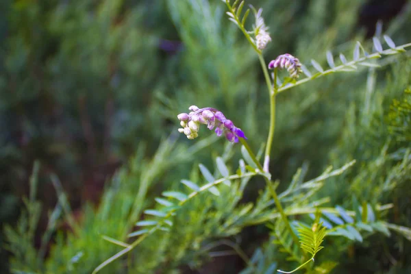 显示花 传单和卷须的豆科植物 醒目紫色成员 — 图库照片