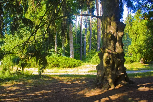 Chernigov Bölgesinde Devlet Dendrological Park Trostianets Çok Eski Köknar Ağaç — Stok fotoğraf