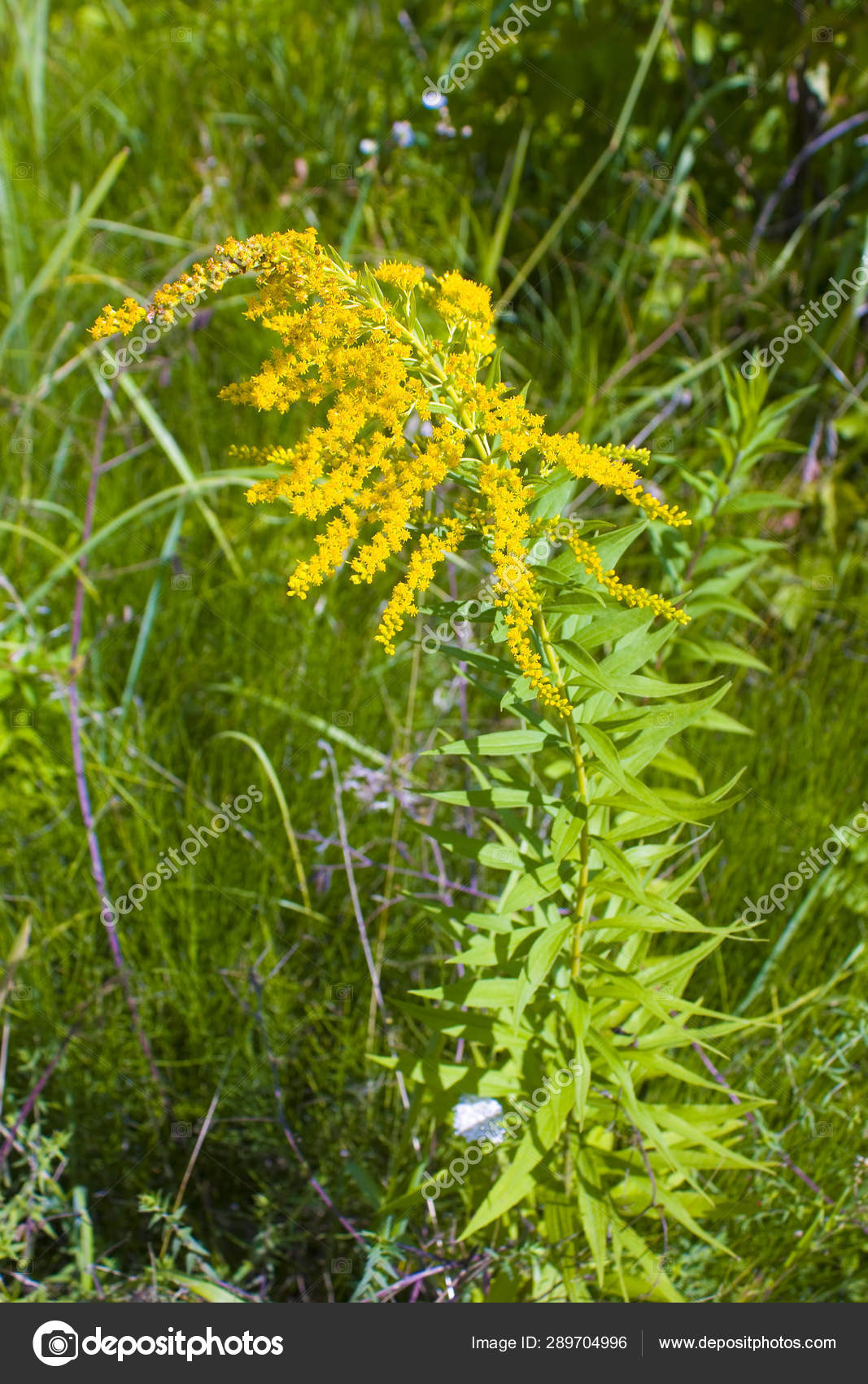 Ragweed Plants Ambrosia Artemisiifolia Causing Seasonal Allergy — Stock