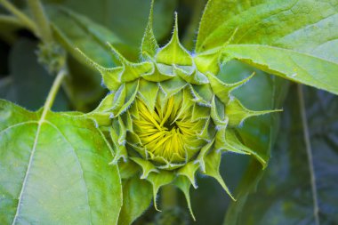 Çiçeklenme önce ayçiçeği tomurcuk görünümü yakın