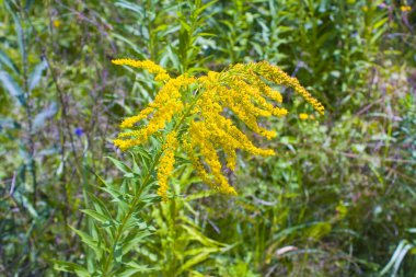 Ragweed bitkiler (Ambrosia artemisiifolia) neden mevsimlik Anti