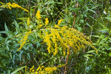 Ragweed bitkiler (Ambrosia artemisiifolia) neden mevsimlik Anti