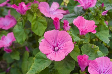 Pembe mallows yakın görünümü