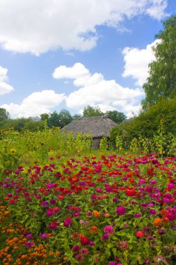 Ukrayna evin bahçesinde Çiçekler