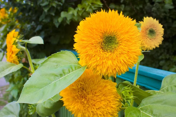 Nahaufnahme Der Jungen Sonnenblume Beginn Der Blüte — Stockfoto