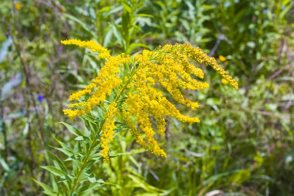 Piante Ragweed Ambrosia Artemisiifolia Causando Allergia Stagionale — Foto Stock
