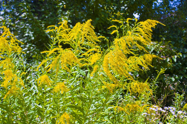Ragweed Plants (Ambrosia artemisiifolia) Causing Seasonal Allergy