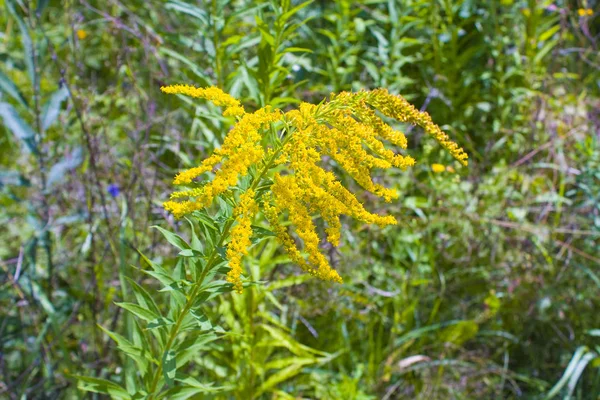 Ragweed Plants Ambrosia Artemisiifolia Causing Seasonal Allergy — Stock Photo, Image