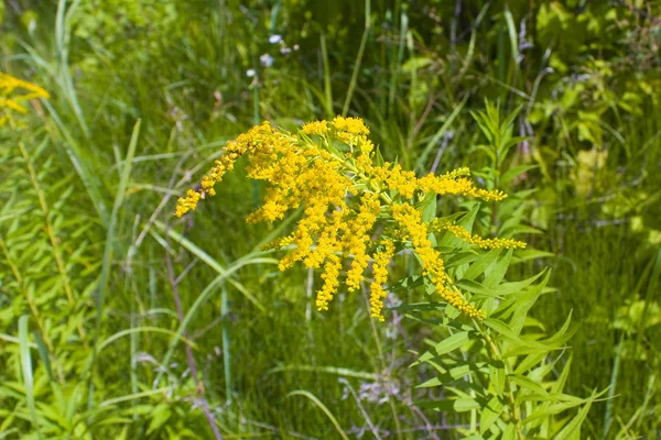 Piante Ragweed Ambrosia Artemisiifolia Causando Allergia Stagionale — Foto Stock