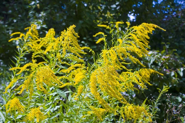 알레르기를 일으키는 Ragweed Ambrosia — 스톡 사진