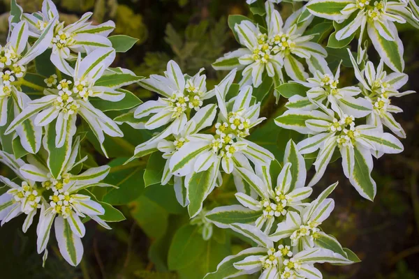 Vista Cerca Euphorbia Bordeada Nieve Montaña — Foto de Stock