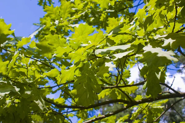 Branch Young Oak Leaves — Foto Stock