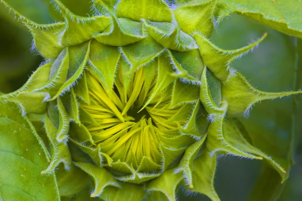 Vue Rapprochée Bourgeon Tournesol Avant Floraison Photo De Stock