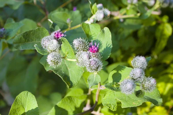 Arctium Lappa Flor Bardana Maior — Fotografia de Stock