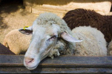 Çiftlikte ağılda koyun portresi