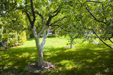 Güneşli bir günde Elma yeşil bahçe