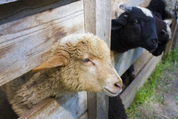 Huvuden Unga Söta Lamm — Stockfoto