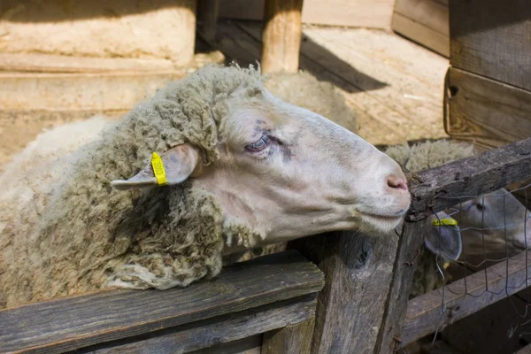 Çiftlikte ağılda koyun portresi