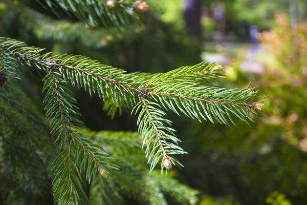 Vue Rapprochée Des Branches Fraîches Sapin Vert — Photo