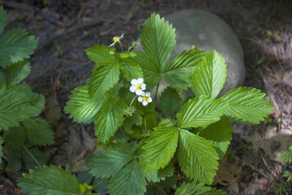 Closeup Blossoming Wild Strawberry — Stock Photo, Image