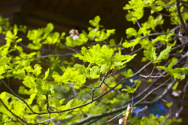 若い樫の葉の枝 — ストック写真