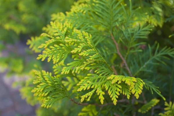 Vista Cerca American Arborvitae Ciprés —  Fotos de Stock