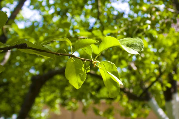 晴れた日のリンゴの木の若い葉を持つ枝 — ストック写真