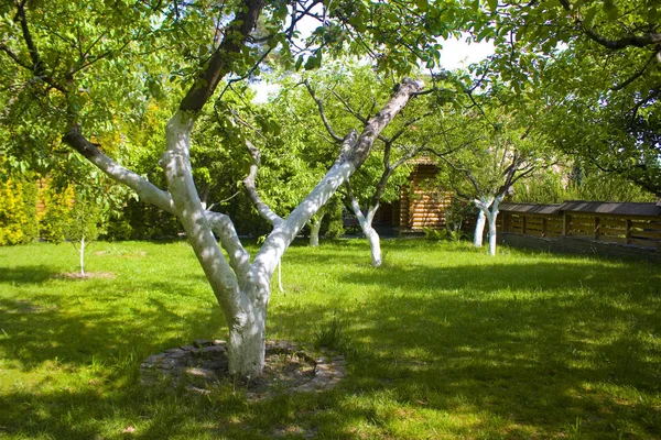 Jardín Verde Manzana Día Soleado — Foto de Stock