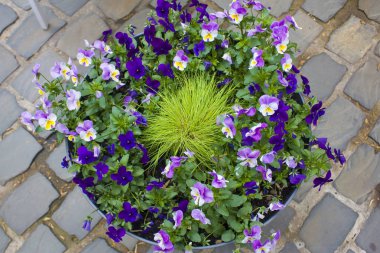 Kaldırım taşları önünde bir tencerede Menekşe pansies
