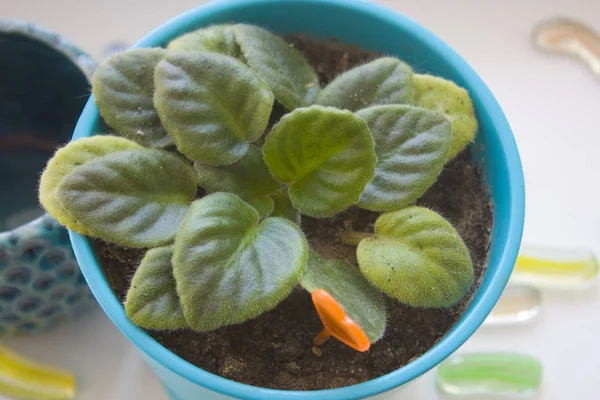 Top view of violet leaves in a pot