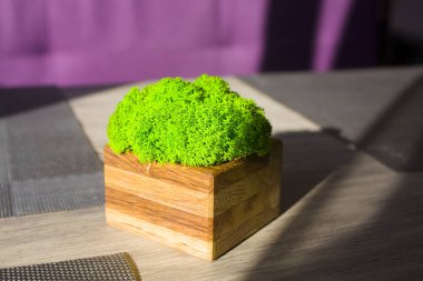 Bir masa üzerinde ahşap tencerede dekoratif parlak yeşil yosun görünümü