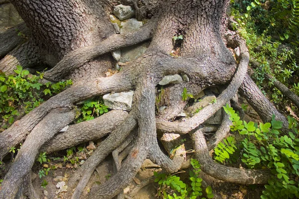 Některé Dřevěné Kořeny Propletené Přirozeném Opidu — Stock fotografie