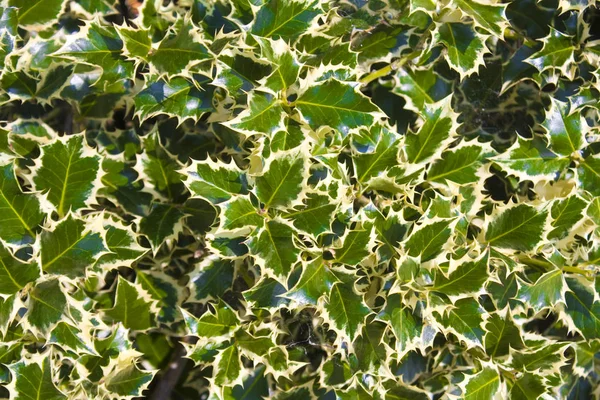 ヨーロッパのホリー イレックスアクイフォリウム の葉を持つ背景 — ストック写真
