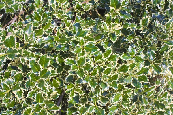 Achtergrond Met Een Europese Hulst Ilex Aquifolium Bladeren — Stockfoto