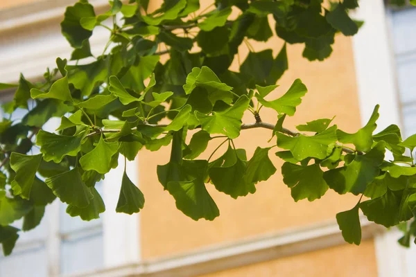 緑の葉イチョウ葉を持つ木の枝 — ストック写真