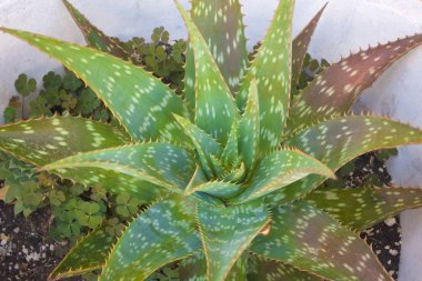 geniş açık aloe vera bitkisinin Üstten Görünüm