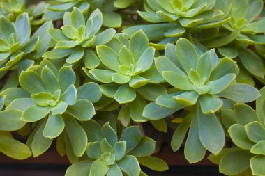 Crassula arkaplanının görüntüsünü kapat