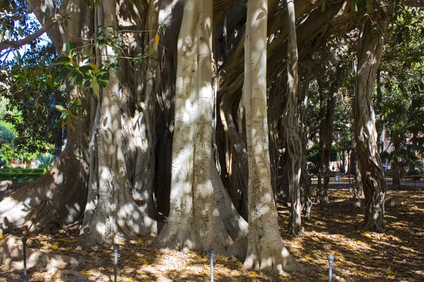 Ficus Macrophylla Garibaldi Garden Piazza Marina Palermo Sicily Italy — Stock Photo, Image