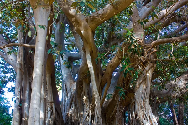 Ficus Macrophylla Garibaldi Garden Piazza Marina Palermo シチリア イタリア — ストック写真