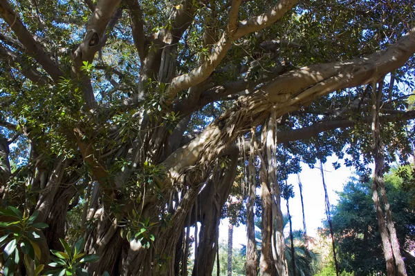 Ficus Macrophylla Garibaldi Garden Piazza Marina Palermo シチリア イタリア — ストック写真
